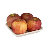 EC_105_Barquettes_compostable_pulp_tray